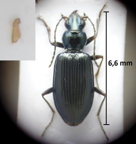 Réf. 212 410 : Bembidion sp.